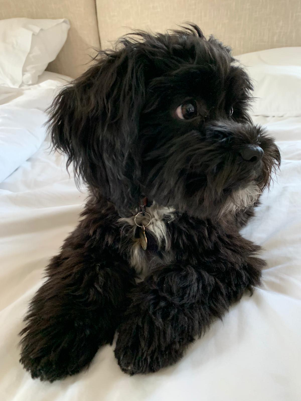 Teddy